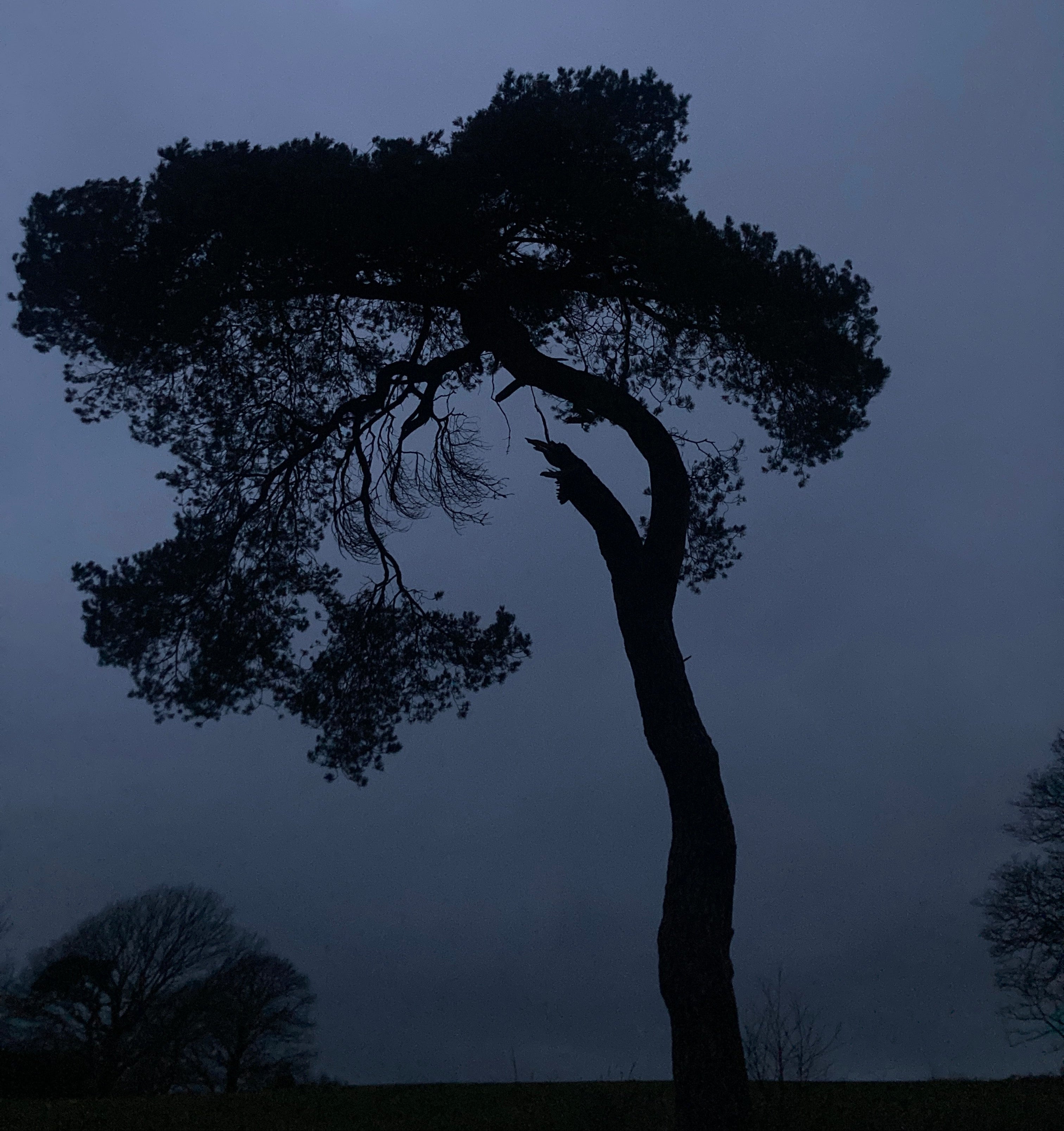 Silhouette of a tree on the Helford against a dark sky