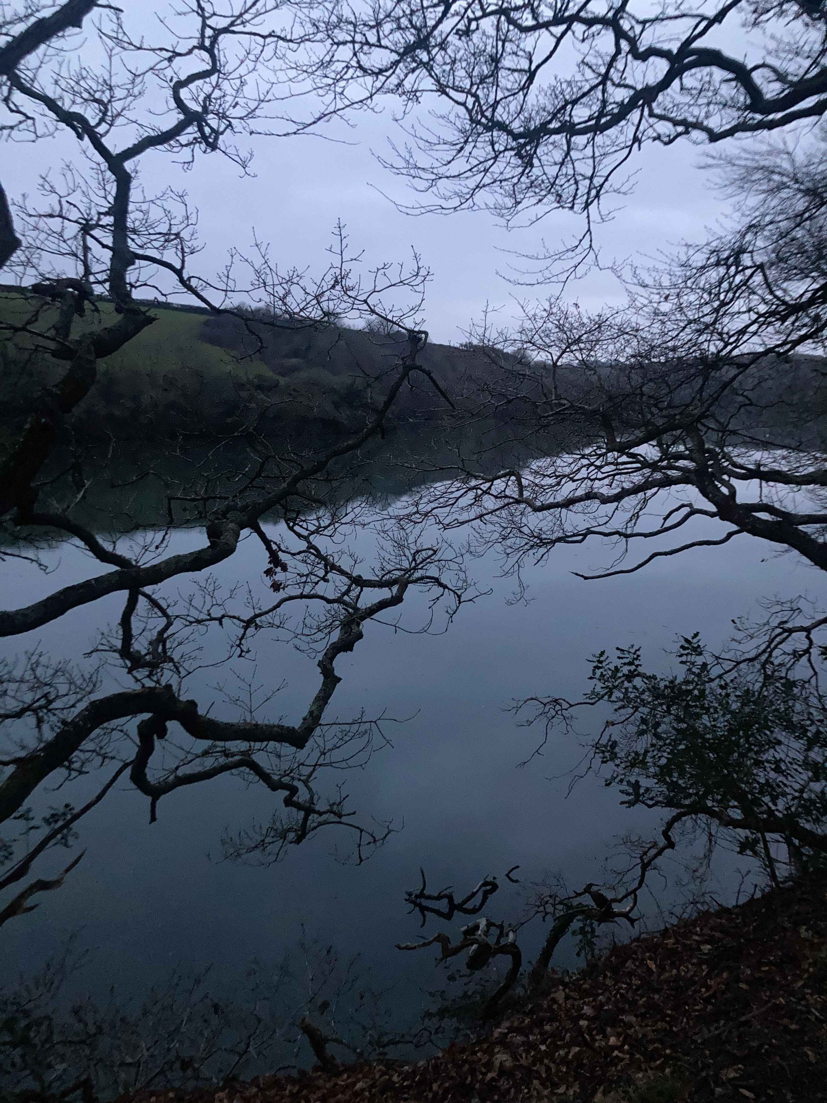Tree branches overhanging a calm lake with a misty sky